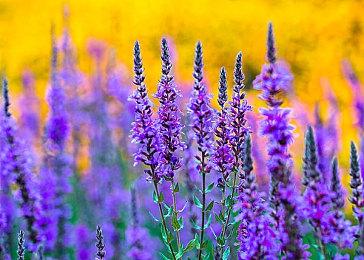 《艾尔登法环》全新截图公布 不畏艰难寻求真理